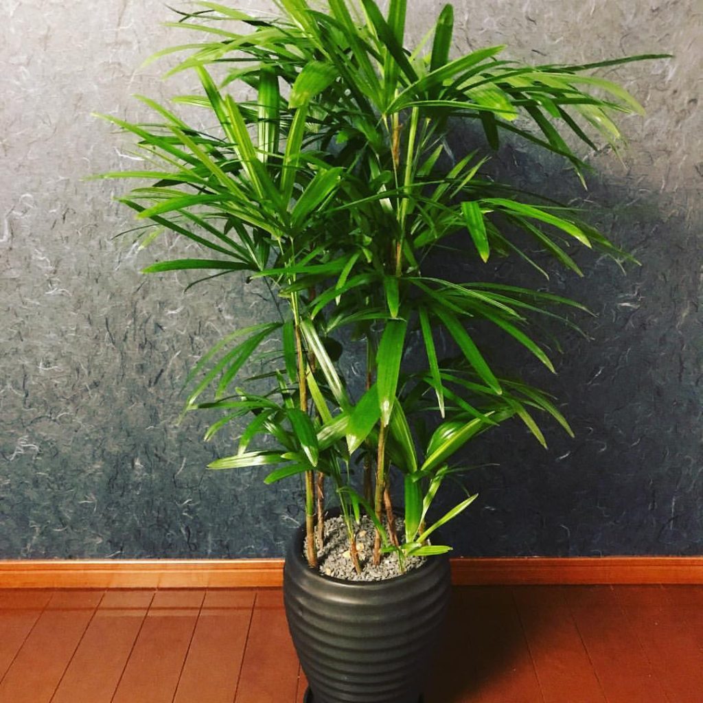 ブログ 部屋別おすすめインテリアグリーン 2