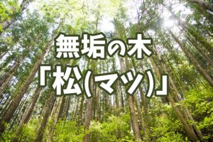 ブログ2022.8　無垢の木「松(マツ)」